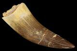 Fossil Plesiosaur (Zarafasaura) Tooth - Morocco #176895-1